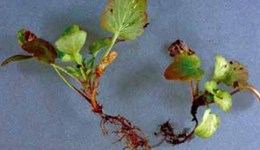 Other root and stem rot diseases in pansy and viola